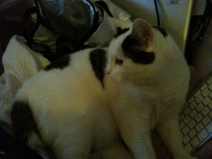 Huskat Sally - Sally billede 1