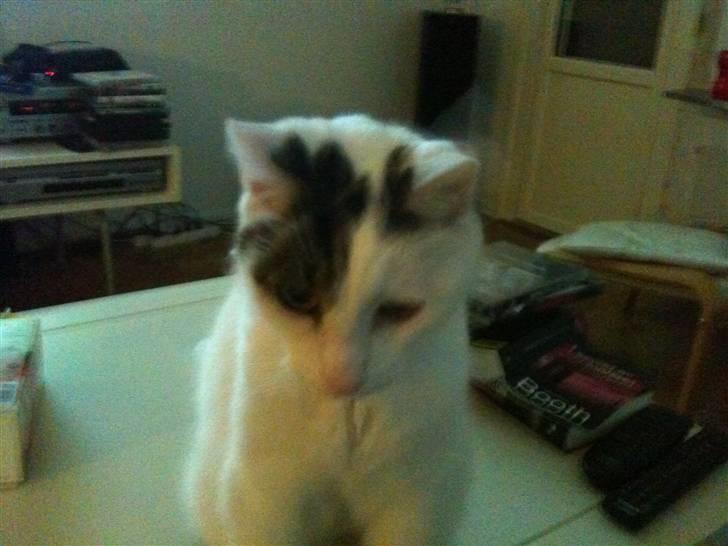 Huskat Samson - Samson billede 1