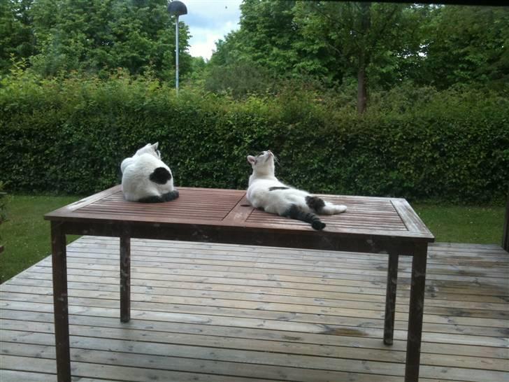 Huskat Samson - Samson og Sally der ligger og slapper af. billede 2