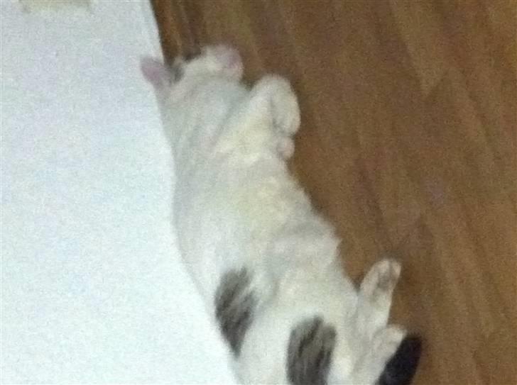 Huskat Samson - Samson ved hans nye sovested billede 3