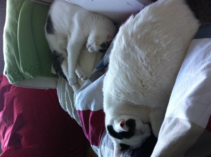 Huskat Samson - Samson og Sally hygger billede 4