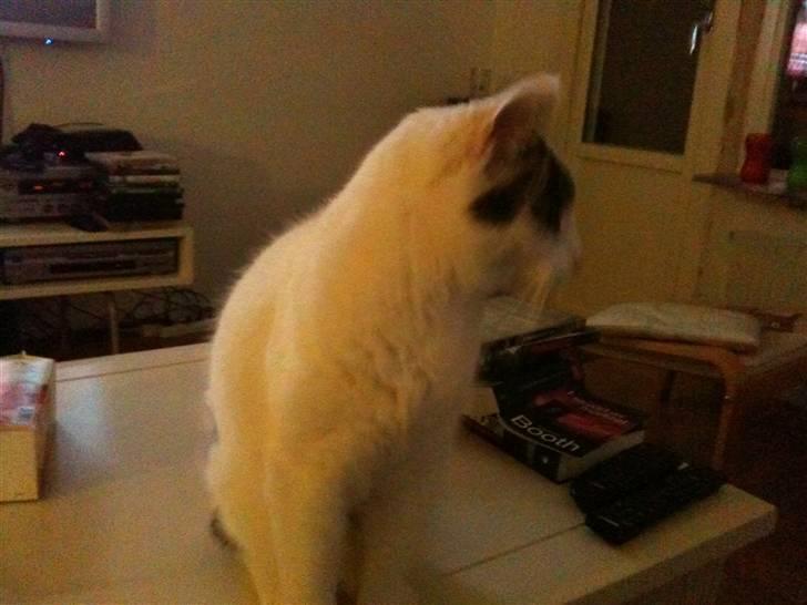 Huskat Samson - Samson gad ikek ha taget flere billeder. billede 5