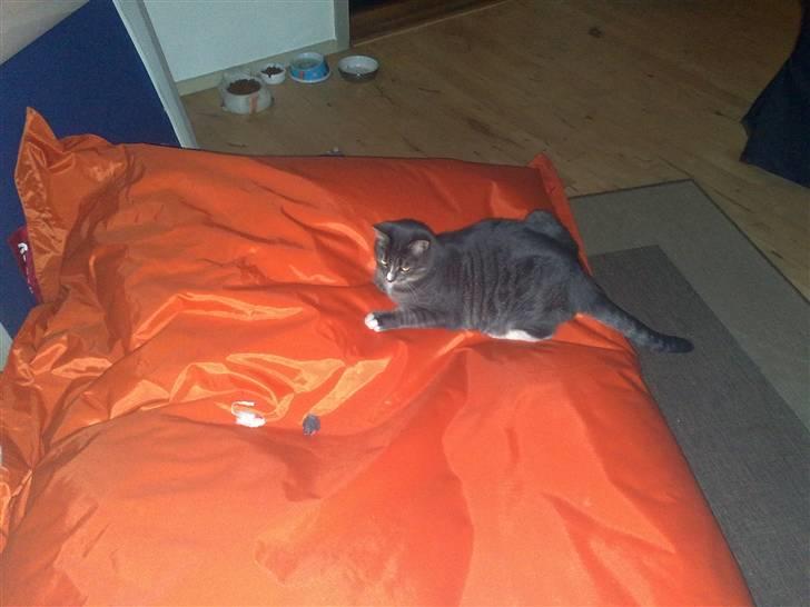 Blanding af racer Santo - Santo på sin fatboy med mus billede 5