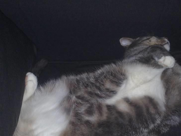 Blanding af racer Santo - Hun elsker at ligge på ryggen at sove og blive nusset. billede 6