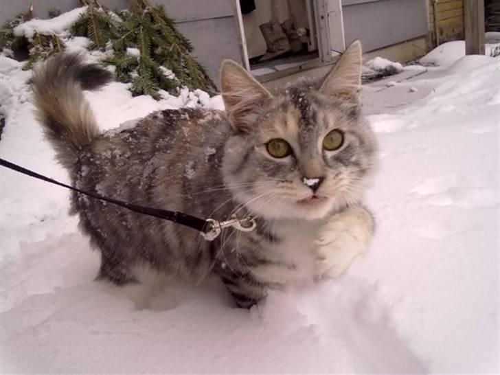 Maine Coon Diva billede 2