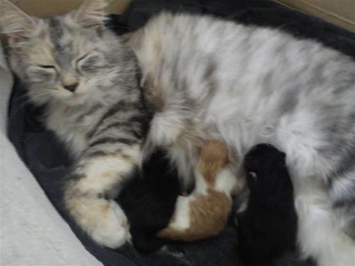 Maine Coon Diva billede 3