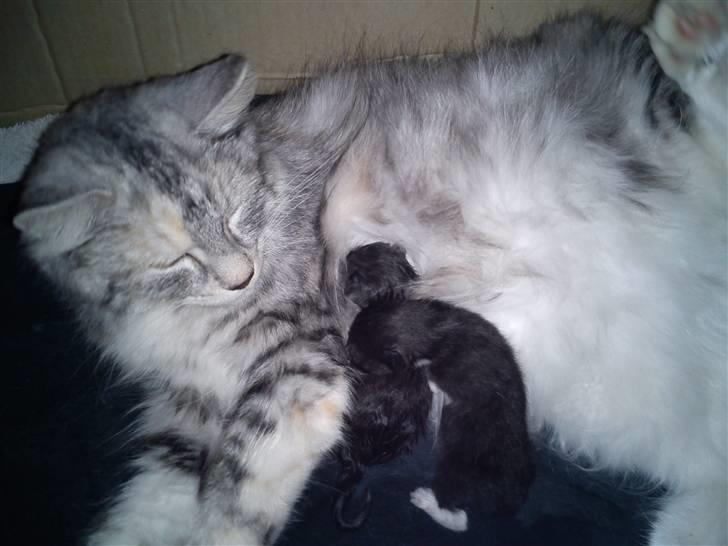 Maine Coon Diva billede 4