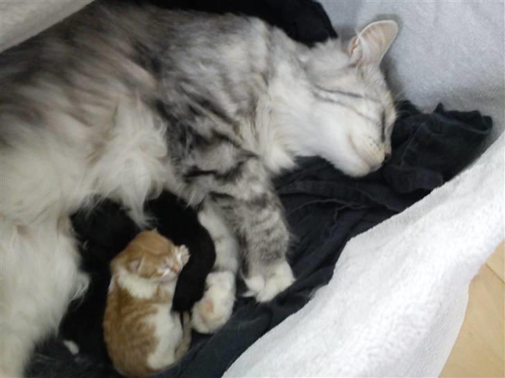 Maine Coon Diva billede 5