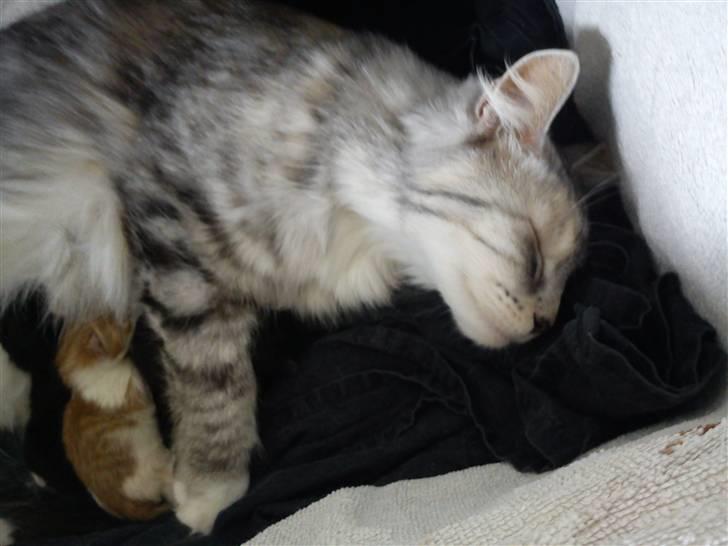 Maine Coon Diva billede 7