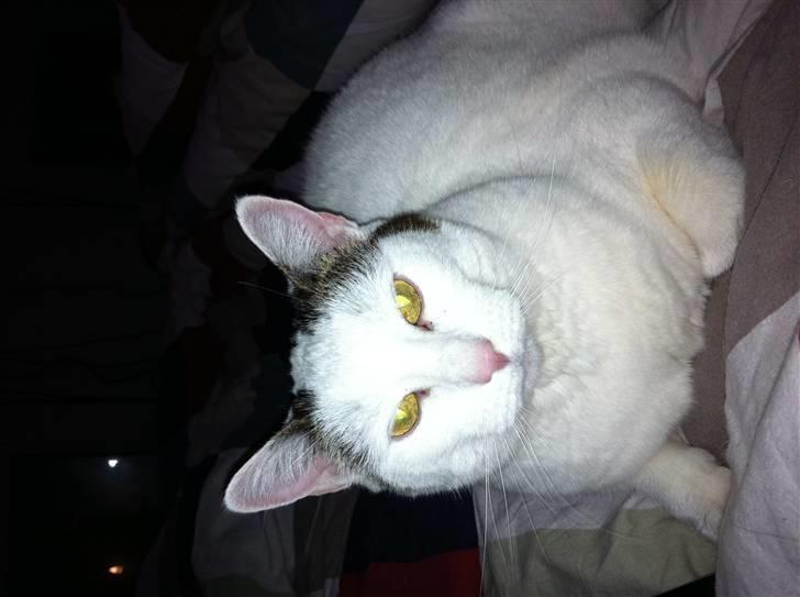 Huskat Sally billede 5