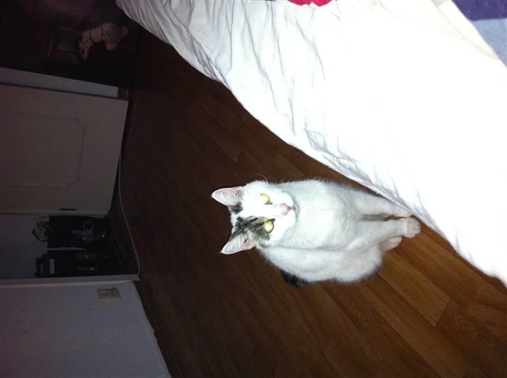 Huskat Samson billede 6