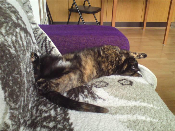 Huskat Trixie - Trixie hygger i min nye sofa billede 13