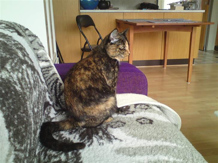 Huskat Trixie billede 14