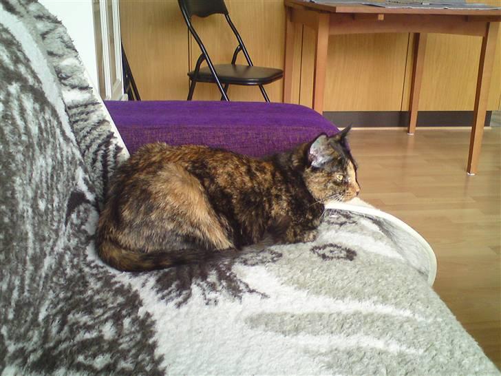 Huskat Trixie billede 15