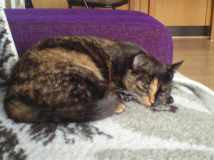 Huskat Trixie billede 16