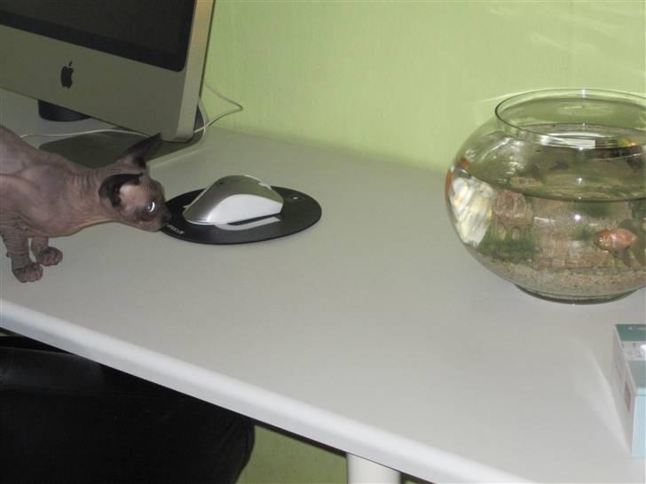 Sphynx Precilla´s Chilli  billede 2