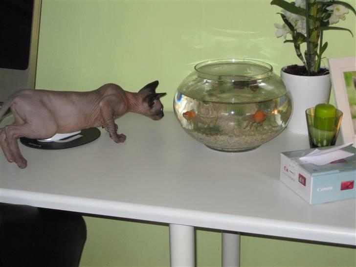 Sphynx Precilla´s Chilli  billede 3