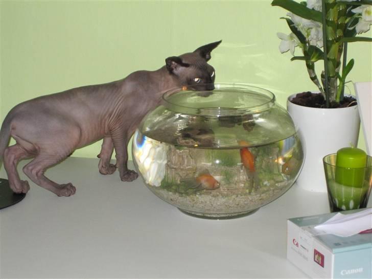 Sphynx Precilla´s Chilli  billede 4