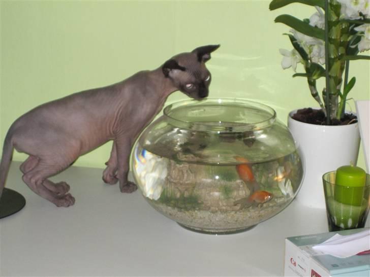 Sphynx Precilla´s Chilli  billede 5