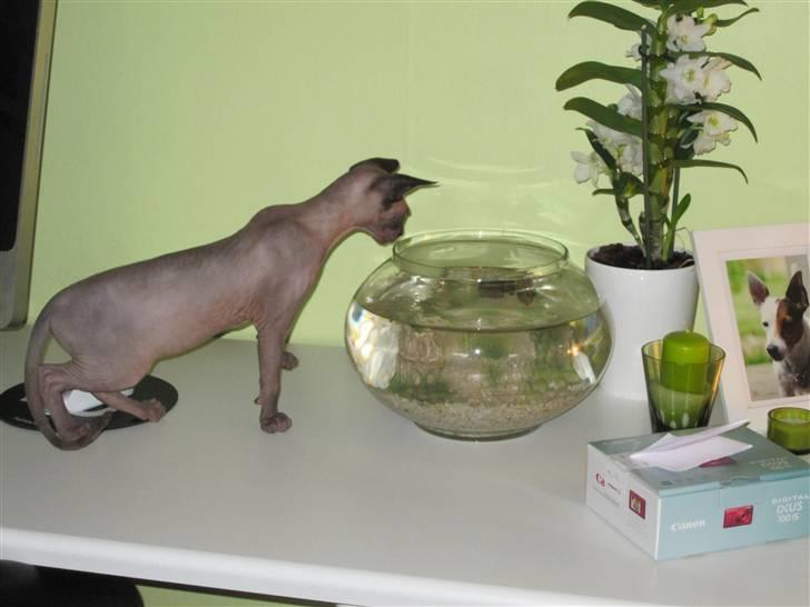 Sphynx Precilla´s Chilli  billede 7