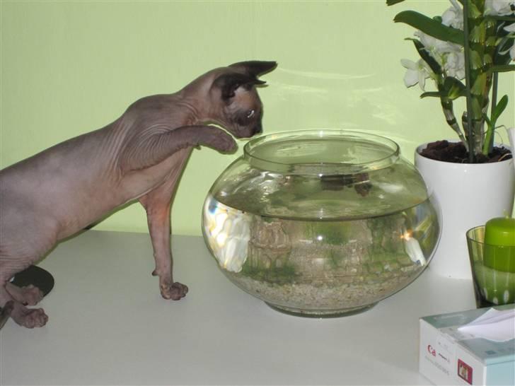 Sphynx Precilla´s Chilli  billede 8