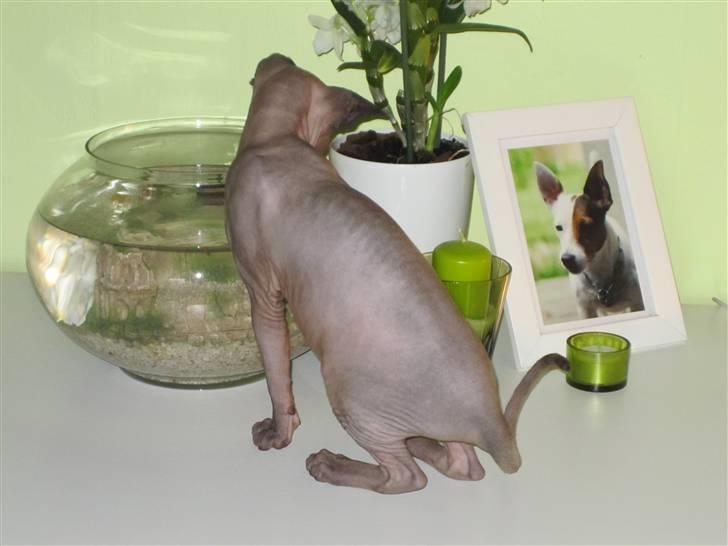 Sphynx Precilla´s Chilli  billede 12