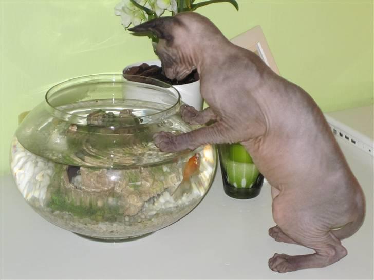 Sphynx Precilla´s Chilli  billede 13