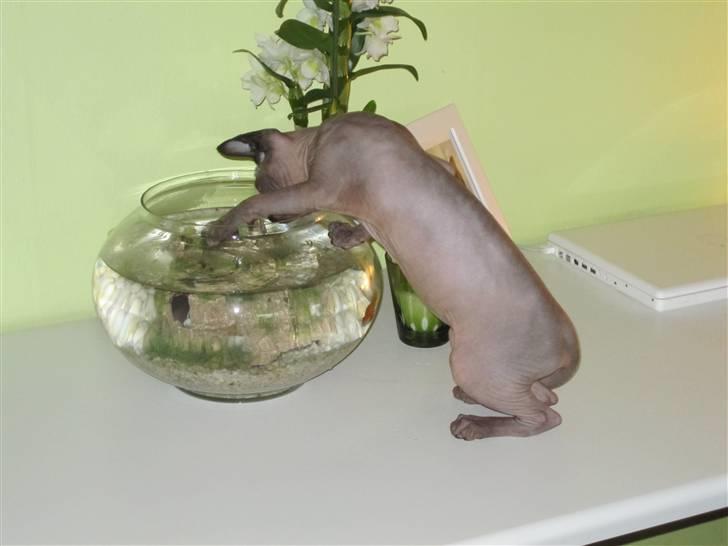 Sphynx Precilla´s Chilli  billede 14
