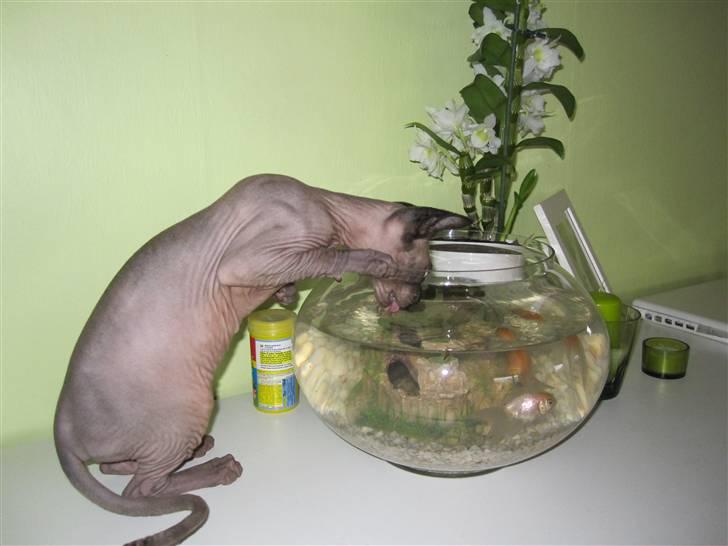 Sphynx Precilla´s Chilli  billede 15