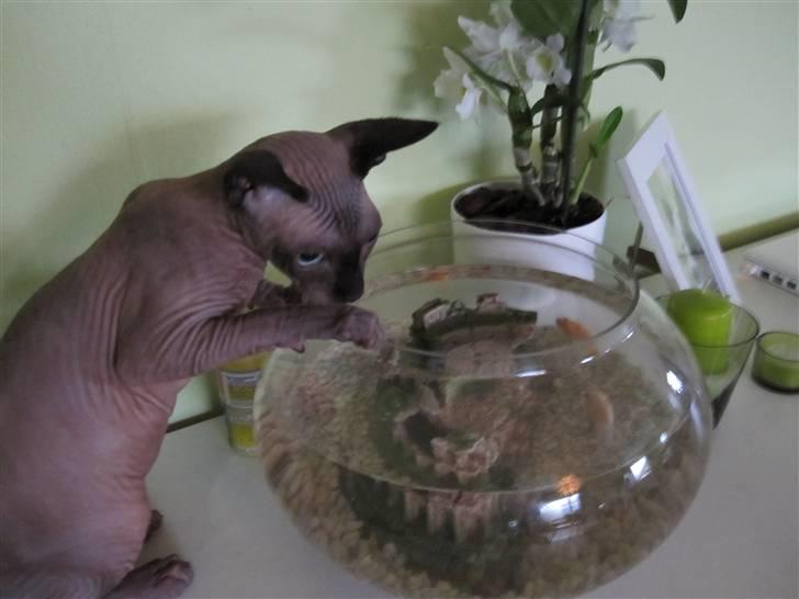 Sphynx Precilla´s Chilli  billede 16