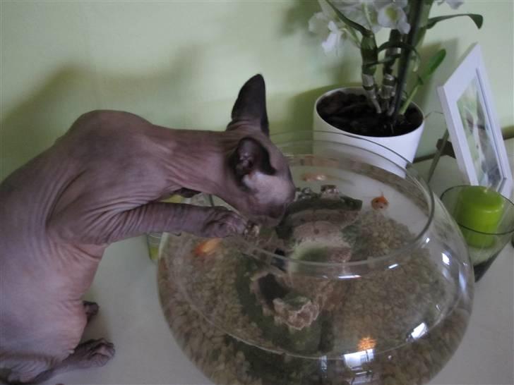 Sphynx Precilla´s Chilli  billede 17