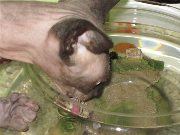 Sphynx Precilla´s Chilli  billede 18