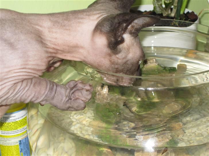 Sphynx Precilla´s Chilli  billede 19