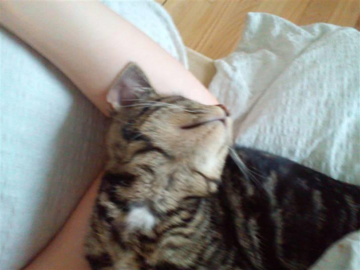 Huskat Bandit  billede 1