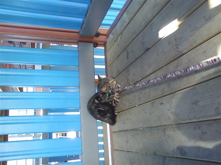 Huskat Bandit  billede 2