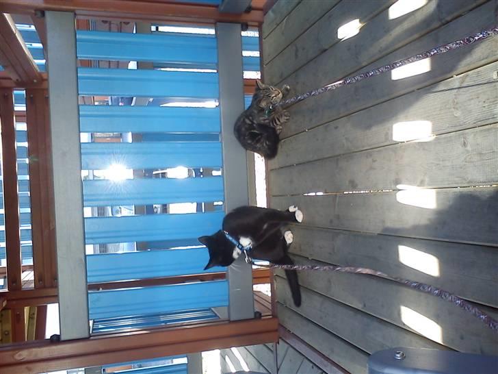 Huskat Bandit  billede 3