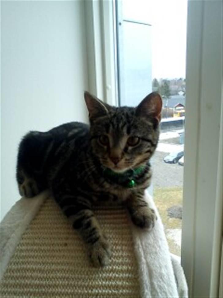 Huskat Bandit  billede 4