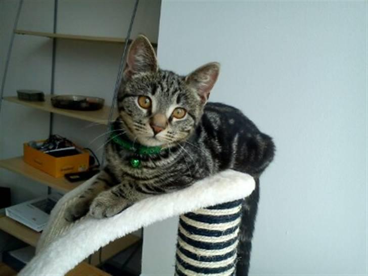 Huskat Bandit  billede 5