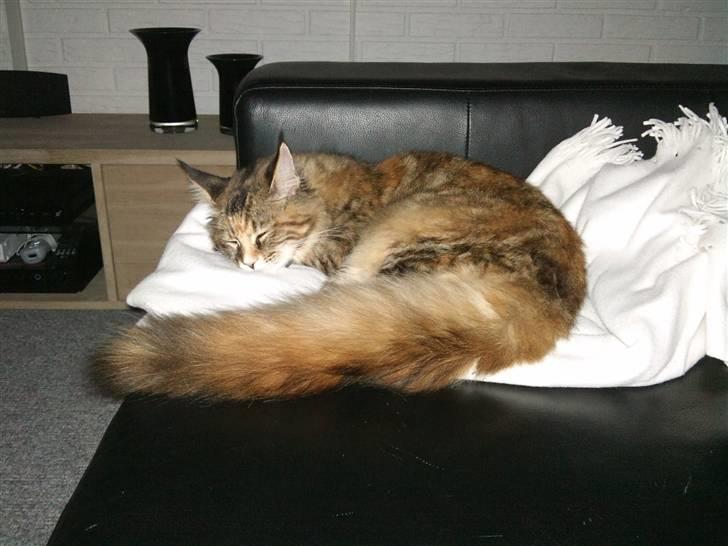 Maine Coon Madame Pjuske billede 1