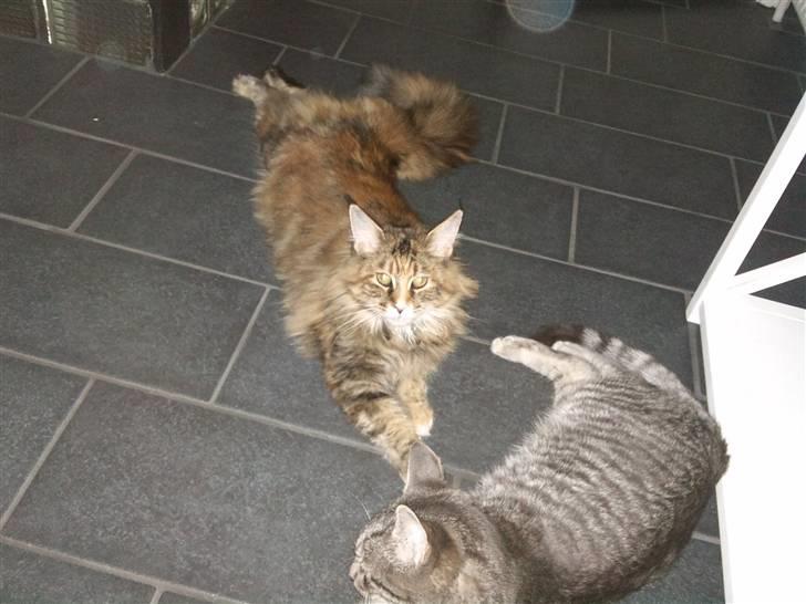 Maine Coon Madame Pjuske - Pjuske sammen med sin bedste ven Mio. Der er seks dage mellem dem, og jeg købte dem samtidigt fra hver deres kuld, så de kunne have hinanden at lege med. billede 3