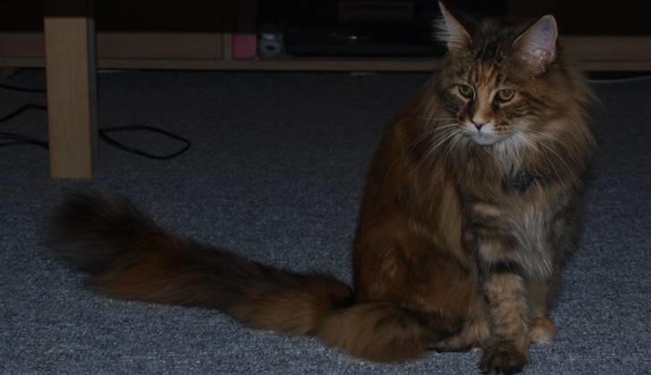 Maine Coon Madame Pjuske billede 4