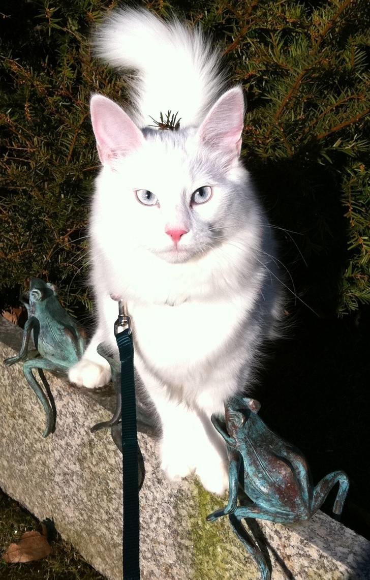 Norsk Skovkat Lilje - Lilje snart 6 måneder. billede 1