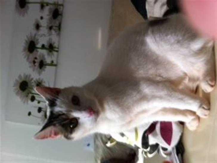 Huskat Samson - Samsons portrætbillede. billede 7