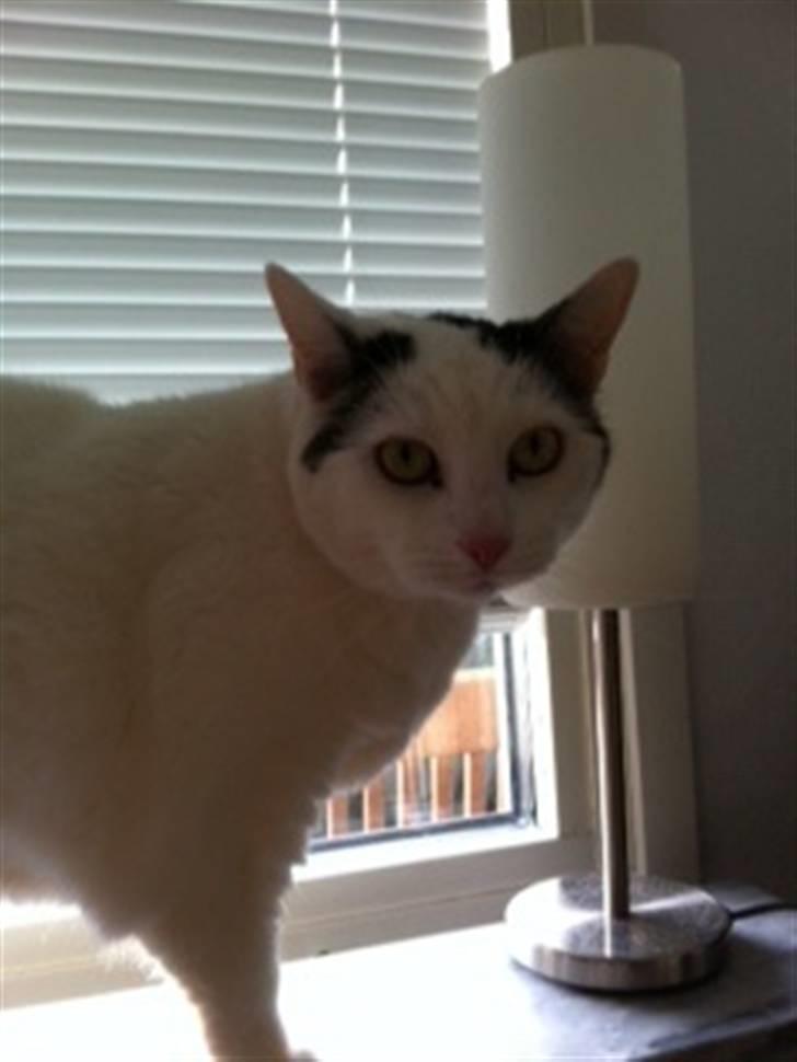 Huskat Sally - Sally i vindueskarm billede 6