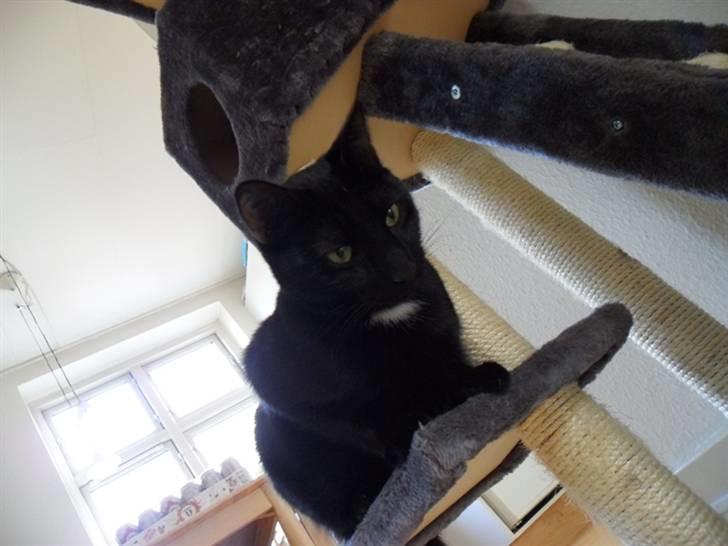 Huskat Ludvig billede 8