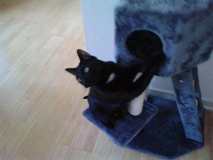 Huskat Ludvig billede 9