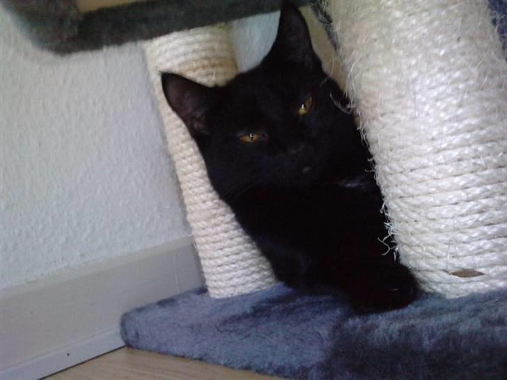 Huskat Ludvig billede 10