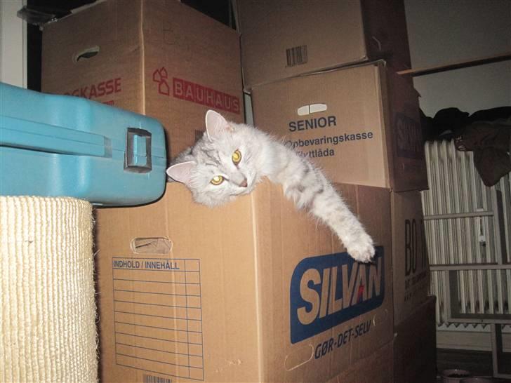 Kurilean Bobtail Geisha Golden look*LT - Midt i flytterodet :) billede 18