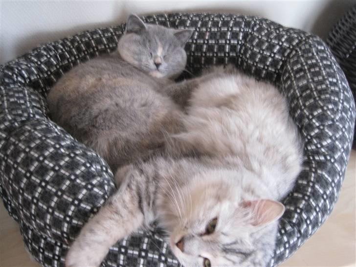 Kurilean Bobtail Geisha Golden look*LT billede 19