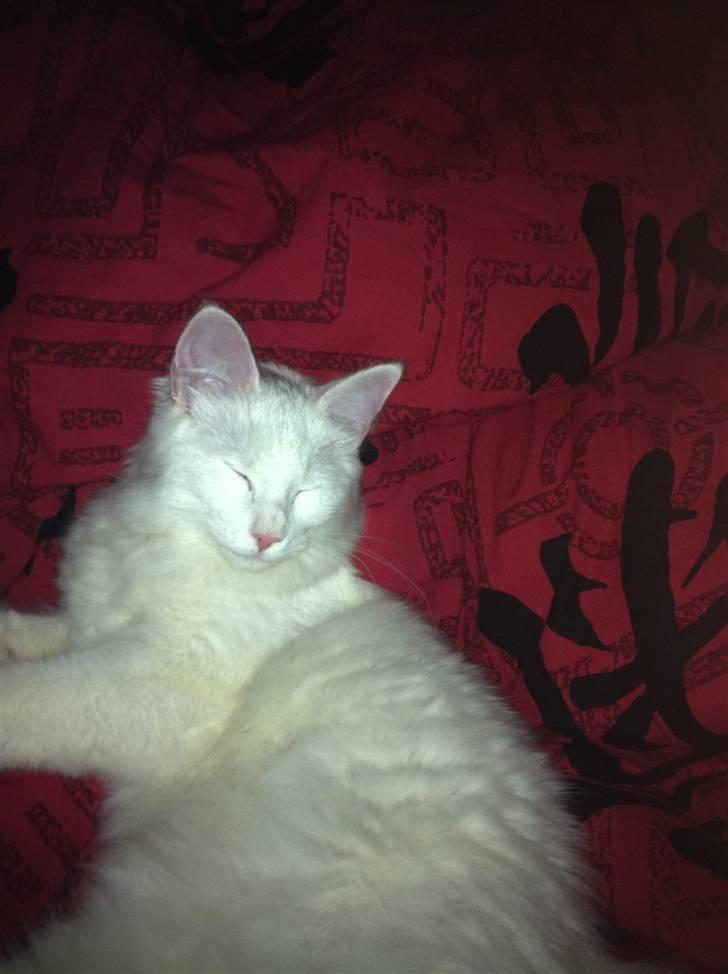 Norsk Skovkat Lilje - Hmmmm! Mor vil du have din dyne... Hmmmm!! Glem det jeg bruger den ;-) billede 2